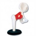LIFE-SIZE FUNCTIONAL HUMAN HIP JOINT